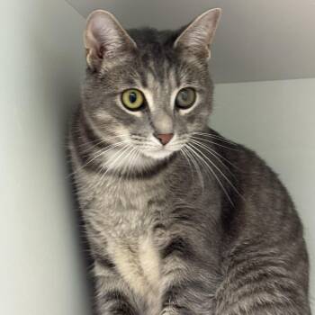 Milo -  Domestic Short Hair Cat for Adoption in Powdersville, South Carolina - Milo | PetCurious