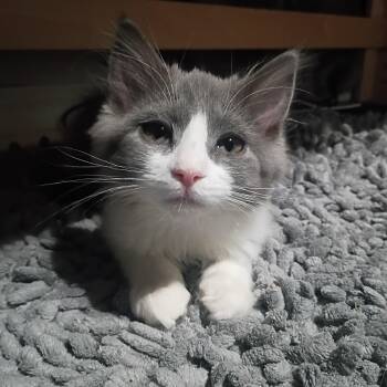 Cheesecake -  Domestic Long Hair Cat for Adoption in Pocatello, Idaho - Cheesecake | PetCurious
