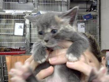 A186493 -  Domestic Short Hair Cat for Adoption in Pasadena, Texas - A186493 | PetCurious