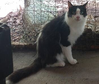Cane -  Domestic Medium Hair Cat for Adoption in Pittsboro, North Carolina - Cane | PetCurious