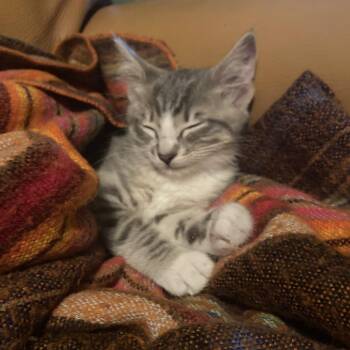 Betty Boots (bonded with Amelia) -  Domestic Short Hair Cat for Adoption in Santa Rosa, California - Betty Boots (bonded With Amelia) | PetCurious