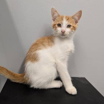 Ziti -  Domestic Short Hair Cat for Adoption in Cape Girardeau, Missouri - Ziti | PetCurious