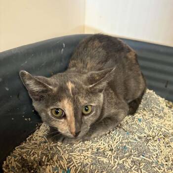 Millie - Chino Hills Location -  Domestic Short Hair Cat for Adoption in Chino Hills, California - Millie - Chino Hills Location | PetCurious