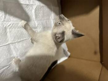 Elsa -  Siamese and Domestic Short Hair Cat for Adoption in Saucier, Mississippi - Elsa | PetCurious