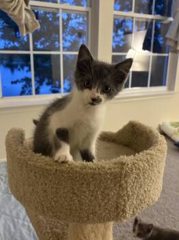 Gary -  Domestic Short Hair Cat for Adoption in Greenwood, Indiana - Gary | PetCurious