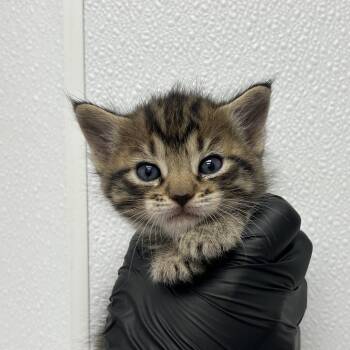 Domestic Short Hair Cats Available for Adoption in Abilene, Texas - Ditzy Dolly | PetCurious