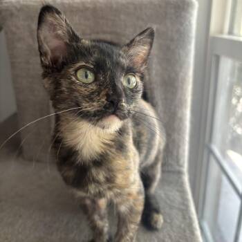Bashful -  Domestic Short Hair Cat for Adoption in Lincoln, California - Bashful | PetCurious