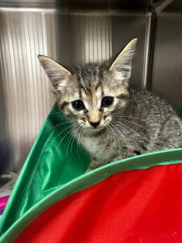 Dolly -  Domestic Short Hair Cat for Adoption in Lake City, Arkansas - Dolly | PetCurious
