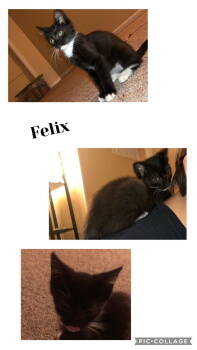 Rescue Domestic Short Hair Cats for Adoption in Jeffersontown, Kentucky - Felix | PetCurious