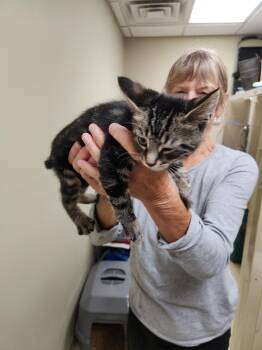 Rescue Tabby and Tiger Cats for Adoption in Clarksville, Virginia - Wispurr | PetCurious
