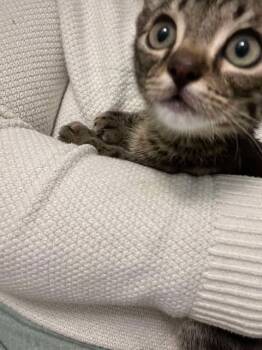 Rescue Domestic Short Hair Cats for Adoption in Augusta, Georgia - Sid (the Criminal) | PetCurious