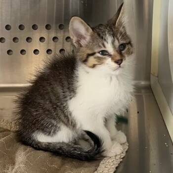 Rescue Domestic Short Hair Cats for Adoption in Pittsburg, Kansas - Silas | PetCurious