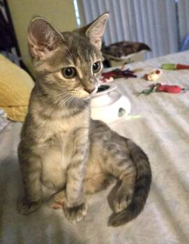Beth -  Domestic Short Hair Cat for Adoption in Sunrise, Florida - Beth | PetCurious