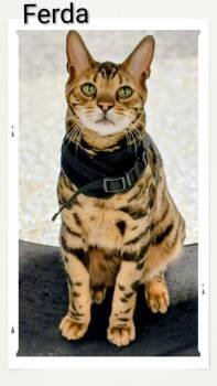 Bengal Cats Available for Adoption in Caistor Centre, Ontario - Ferda | PetCurious