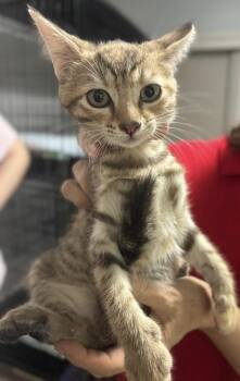 Gucci -  Domestic Short Hair Cat for Adoption in Colorado Springs, Colorado - Gucci | PetCurious