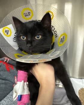Steve O -  Domestic Short Hair Cat for Adoption in Zephyr, Ontario - Steve O | PetCurious