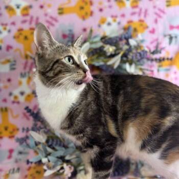 Dolly Parton -  Domestic Short Hair Cat for Adoption in Toms River, New Jersey - Dolly Parton | PetCurious