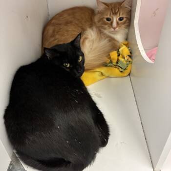 Rescue Domestic Short Hair Cats for Adoption in Dayton, Ohio - Phantom | PetCurious