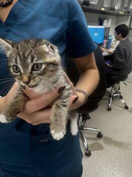 Aura -  Domestic Short Hair Cat for Adoption in Marietta, Georgia - Aura | PetCurious