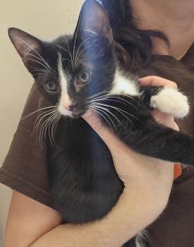 Small Fry -  Domestic Short Hair Cat for Adoption in Dickson, Tennessee - Small Fry | PetCurious