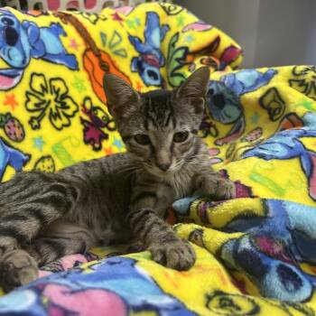 Nightshade -  Domestic Short Hair Cat for Adoption in Hinesville, Georgia - Nightshade | PetCurious