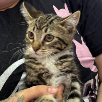 Parmesan -  Domestic Short Hair Cat for Adoption in Lemont, Illinois - Parmesan | PetCurious