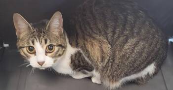 Domestic Short Hair Cats Available for Adoption - Fb 7/8 Bell C | PetCurious