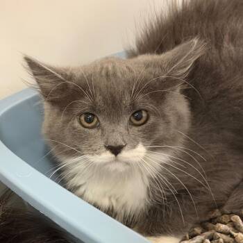Namko -  Domestic Long Hair Cat for Adoption in Hampton Bays, New York - Namko | PetCurious