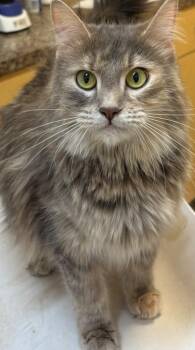 Domestic Long Hair Cats Available for Adoption - CALYPSO | PetCurious