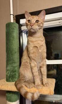 Rescue Domestic Short Hair Cats for Adoption in Mount Pleasant, Texas - Harvey | PetCurious