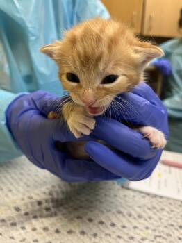 Waluigi -  Domestic Short Hair Cat for Adoption in Raleigh, North Carolina - Waluigi | PetCurious