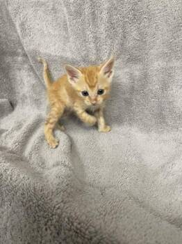 Domestic Short Hair Cats Available for Adoption in Covington, Louisiana - Battlecat | PetCurious