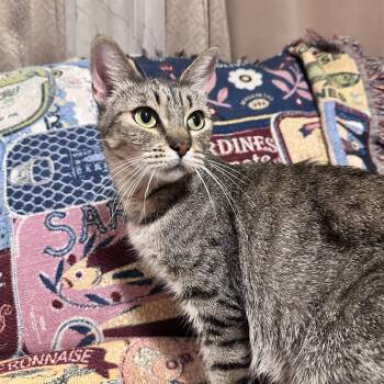 Beyoncé -  Domestic Short Hair Cat for Adoption in Fresno, California - Beyoncé | PetCurious