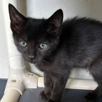 Spaghetti -  Domestic Short Hair Cat for Adoption in Ponca City, Oklahoma - Spaghetti | PetCurious