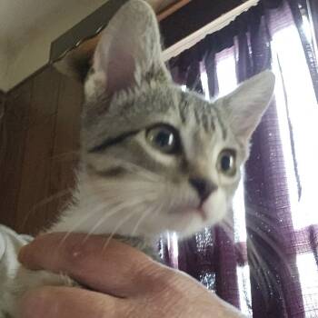 Rescue Domestic Short Hair Cats for Adoption in Hanna City, Illinois - Kringle | PetCurious
