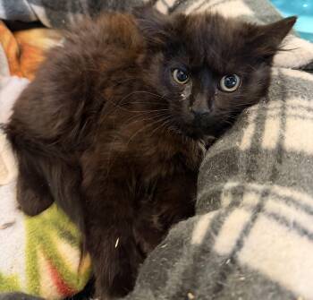Lemur -  Domestic Long Hair Cat for Adoption in Hudson, New York - Lemur | PetCurious
