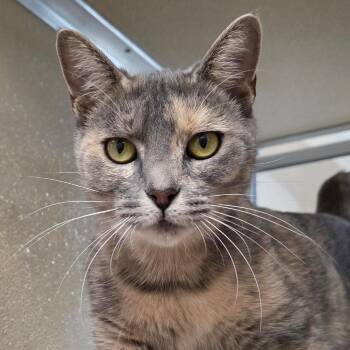 Spotted Pelt -  Domestic Short Hair Cat for Adoption in Chatham, Virginia - Spotted Pelt | PetCurious