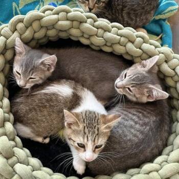 4 Kittens - Arwen, Aragorn, Frodo, Samwise -  Domestic Short Hair Cat for Adoption in Weehawken Township, New Jersey - 4 Kittens - Arwen, Aragorn, Frodo, Samwise | PetCurious