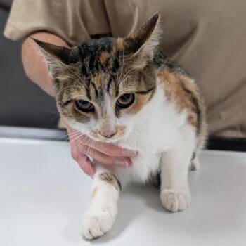 Tiki -  Domestic Short Hair Cat for Adoption in Canton, Illinois - Tiki | PetCurious