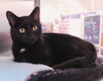 Avalon -  Domestic Short Hair Cat Available for Adoption in Salem, Massachusetts - Avalon | PetCurious