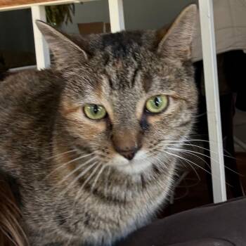 Domestic Short Hair Cats Available for Adoption - Waffle | PetCurious