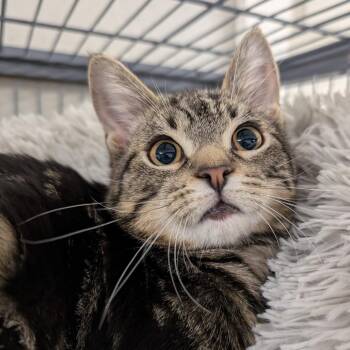 Pipsqueak -  Domestic Short Hair Cat for Adoption in Puslinch, Ontario - Pipsqueak | PetCurious