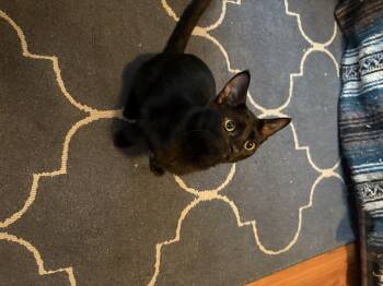 Rescue Domestic Short Hair Cats for Adoption in Austintown, Ohio - Mudpie | PetCurious