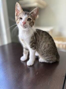 Banana -  Domestic Short Hair Cat for Adoption in West Chester, Pennsylvania - Banana | PetCurious
