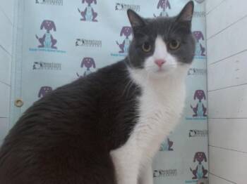 Domestic Short Hair Cats Available for Adoption in Orlando, Florida - GRAY | PetCurious