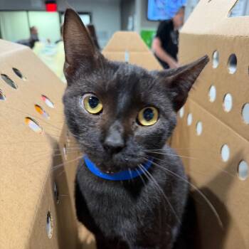 Wyvern -  Domestic Short Hair Cat for Adoption in Tampa, Florida - Wyvern | PetCurious