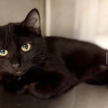 Domestic Short Hair Cats Available for Adoption in Fairfax Station, Virginia - Lyja | PetCurious