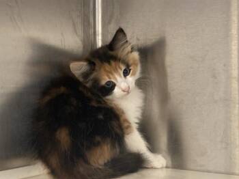 TALIA -  Domestic Medium Hair Cat for Adoption in Tustin, California - TALIA | PetCurious