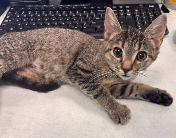 Beezus -  Tabby and Domestic Short Hair Cat for Adoption in Georgetown, Kentucky - Beezus | PetCurious