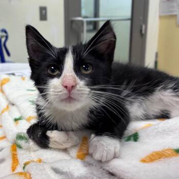 Roswell -  Domestic Short Hair Cat for Adoption in Lynchburg, Virginia - Roswell | PetCurious